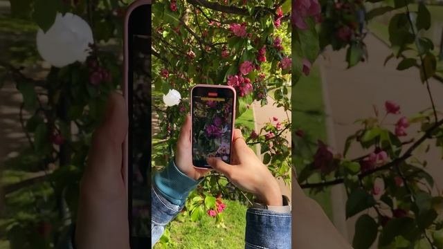 как красиво заснять цветущие деревья?