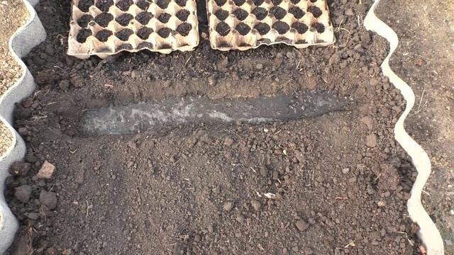 Посадка редиски в теплице