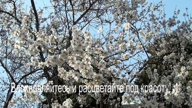Music_Цветущий миндаль и пение птичек! Прекрасная расслабляющая музыка! Помогает от стресса! MRV