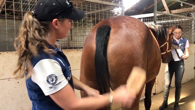 How To Clip A Horses Tail  How to Shave a Horses Tail  Show Horse Presentation Tips