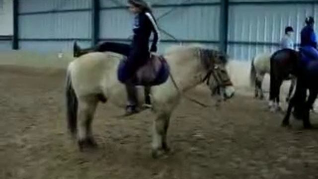 Fuego poney fjord , super cheval !
