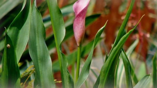 KALLA •~❤~•  Dla Ciebie kwiaty z mojej rabaty - Callas •~❤~•  for you flowers  from my garden.