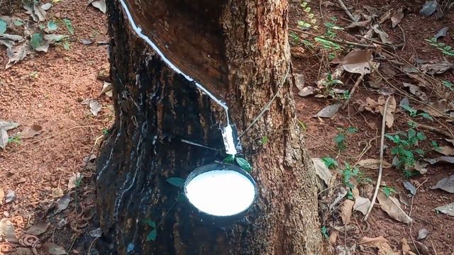 Rubber tree tapping with music #relax #relaxing #peace #meditationmusic #nature #naturemusic #farm