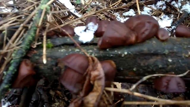Грибы весной.