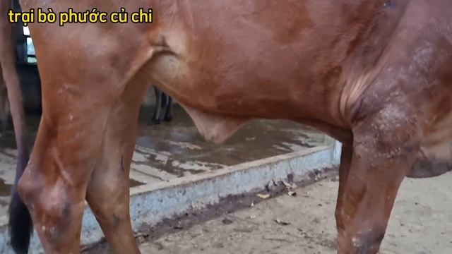 1611_cái tơ giá: 55tr  95tr_cái chữa: 17tr...lh phước:đt_zalo: 0366407679