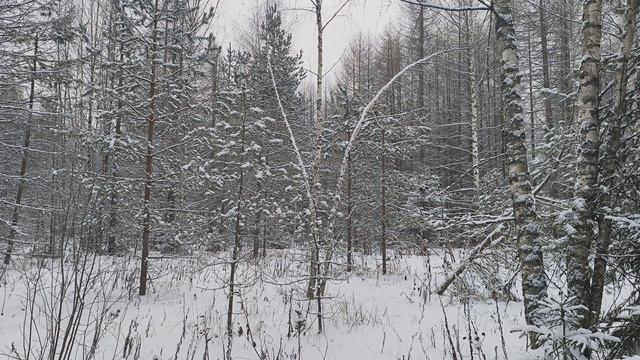 Заснеженный лес. ч.2. Декабрь 2023