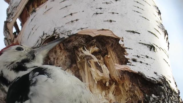 Замедленная съемка, как дятел долбит дерево, woodpecker breaks a tree in slow mo