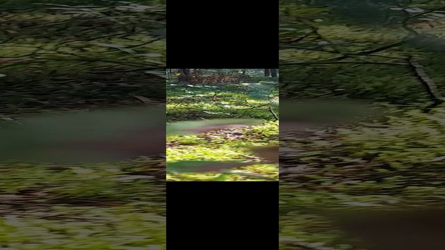 грибы в лесу