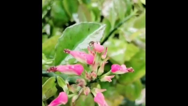 Pedilanthus leaf fall problem | पेडिलेंथस के पत्तियां क्यों खराब होते है | पेडिलेंथस केयर