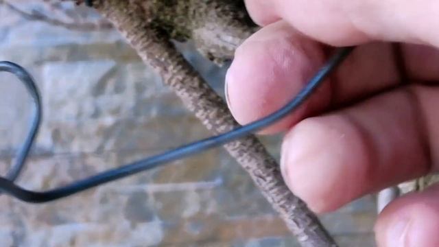 35-летний фикус бонсай в стиле Баньян. Bonsai Banyan Ficus