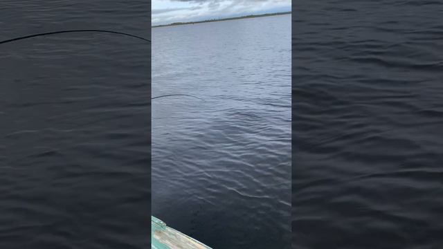 Река Свирь 24.09.2023 год. Щука 7.820 кг.