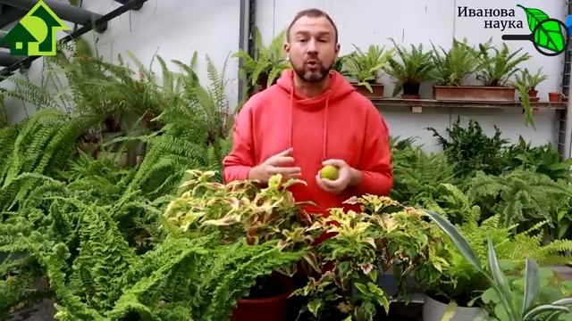 СЛАДКИЙ КАК АРБУЗ, ЛЁЖКИЙ КАК КАРТОШКА! Очень вкусный ТОМАТ с длительным хранением. И не Монсанто!