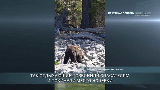 Медведи 5 раз за выходные выходили к населенным пунктам Иркутской области