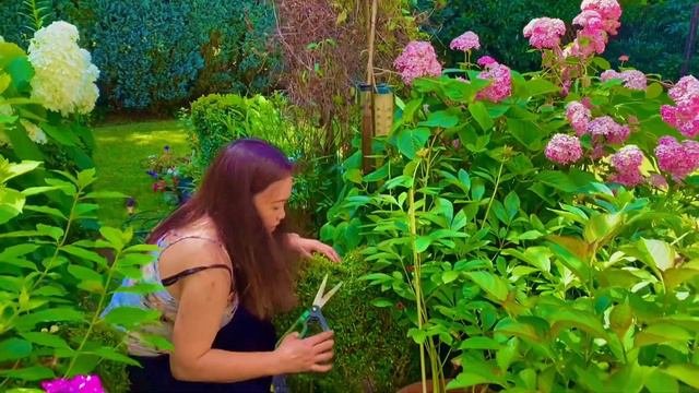THE TEN COLORS OF PETUNIAS /HOW IT LOOKS LIKE THE SEEDS AND HIGHTLIGHTS IN OUR GARDEN