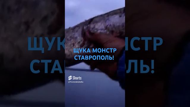 ЩУКА МОНСТР, Ставрополь!