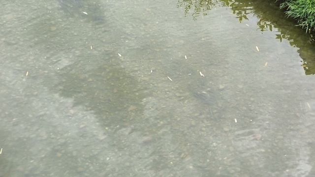 Вот это да, какая огромная рыба в речке Дагомыс