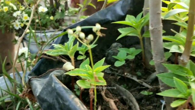 Light Green colour crossandra కనకాంబరం flowers and its seeds/coriander seeds/Apple bear harvest