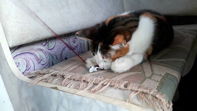 Как КОШКИ защищают дом МАГИЯ кошек ЗАЩИТА