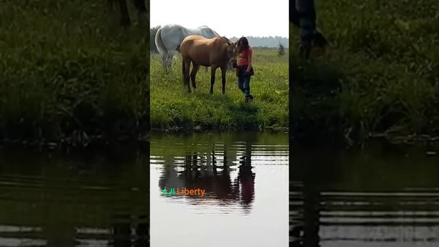 Учимся понимать лошадей.