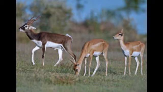 Bovidae