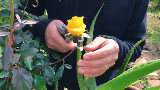 Grafting Rose Flower bud in Aloe vera   Yellow Rose propagate from flower bud