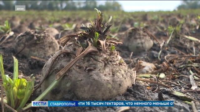 На Ставрополье продолжается уборка сахарной свёклы