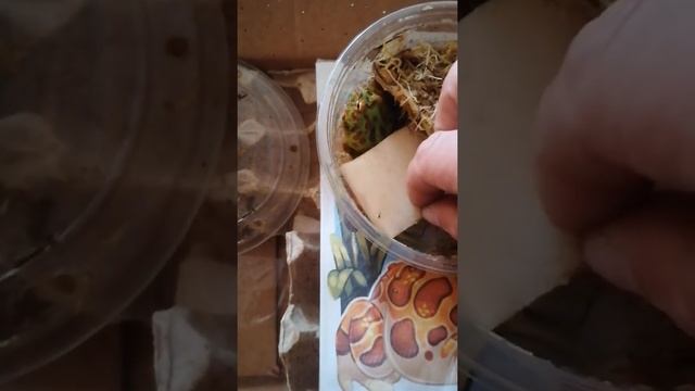 распаковка Чакской рогатки)