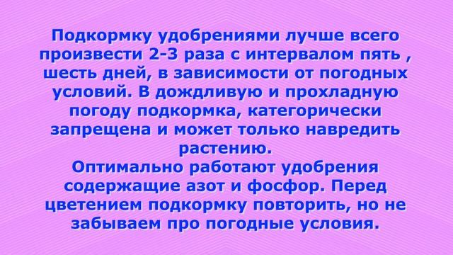 ЛИЛИИ *СОВЕТЫ ПО ВЫРАЩИВАНИЮ* идеи красивых клумб*РАЗМНОЖЕНИЕ* Не обрезайте пока не посмотрите*