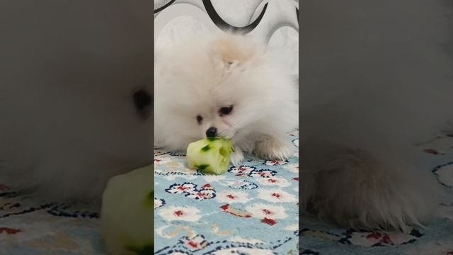 Max кушает свежий огурчик ?