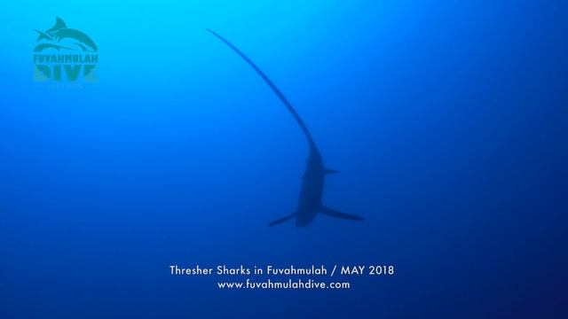 Thresher (морская лисица) Shark