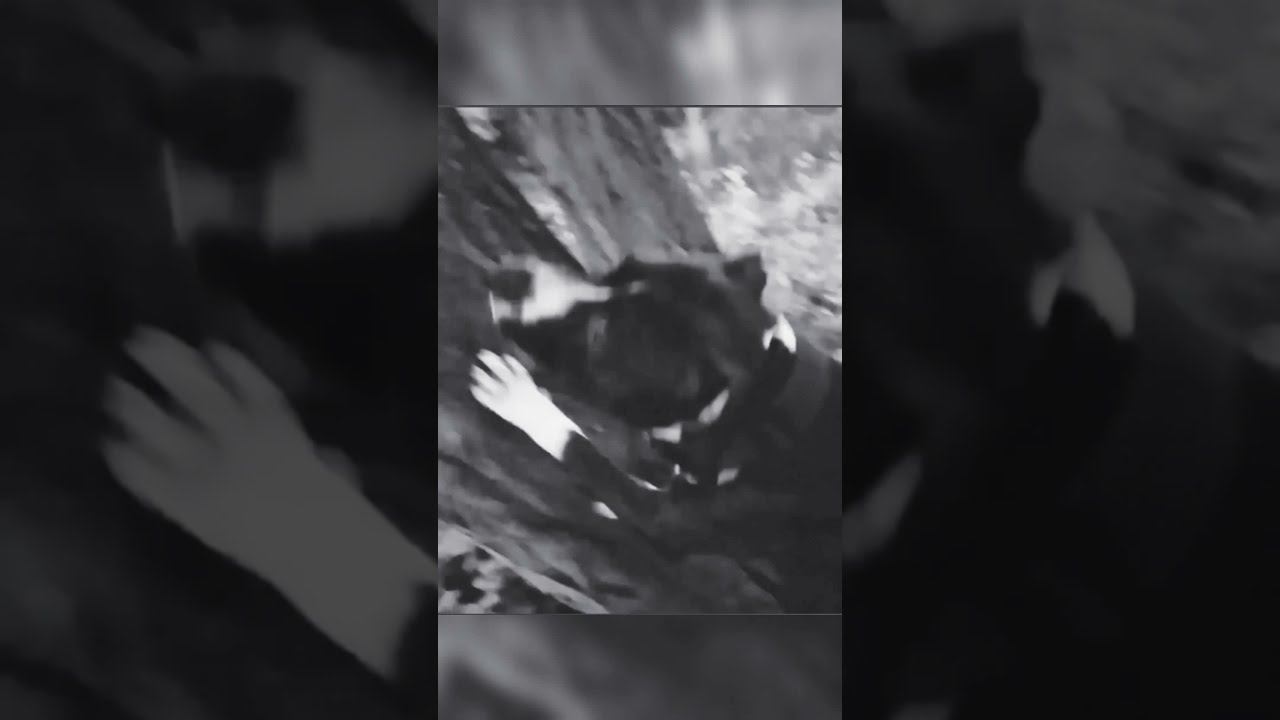 Dog parkour