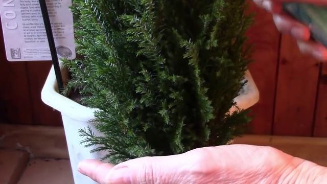 Хвойные растения.  Можжевельник и араукария просят помощи!  Как помочь хвойным растениям?!