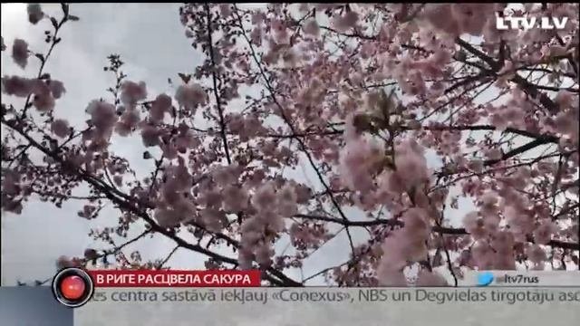 В Риге расцвела Сакура