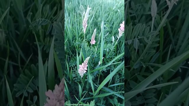 Сверчок и трава: Гармония природы