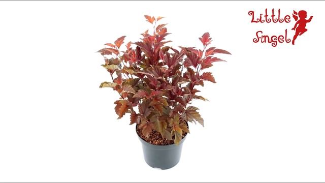 Physocarpus opulifolius 'Little Angel'