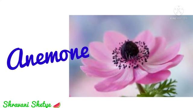FLOWERS 🌹🌻🥀🌼🌺🌸🏵️💮💐🌷