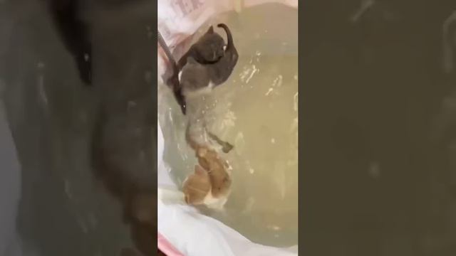 котята плавают
