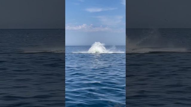 Видео горбатых Китов рядом с Мурманском Баренцево море