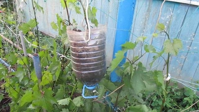 zoom  Выращивание саженцев винограда  НА КУСТЕ- воздушным отводком в июне.