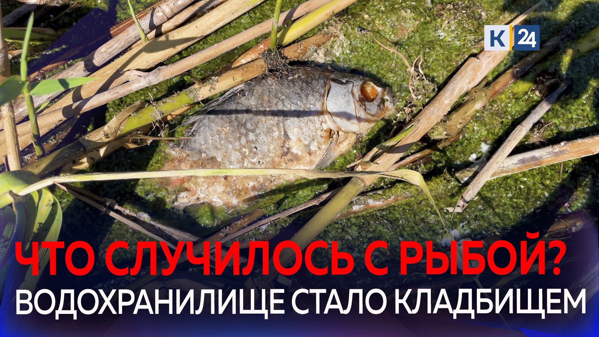 Массовый мор рыб зафиксировали на Кубани