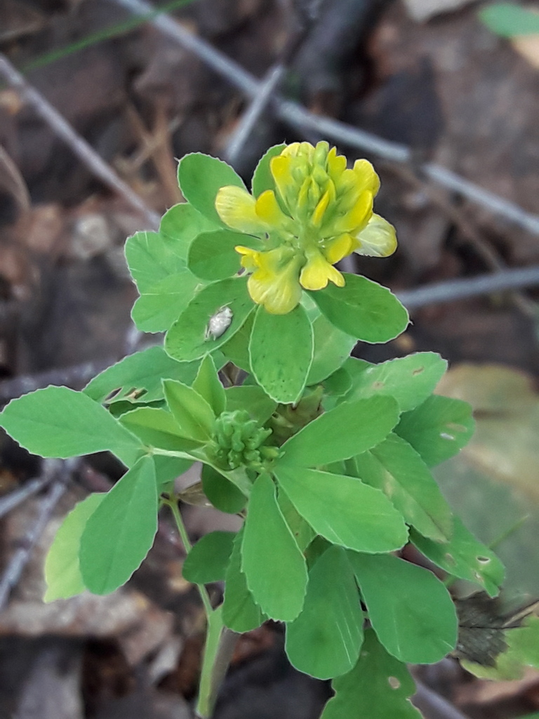 176. Клевер шуршащий - Trifolium aureum