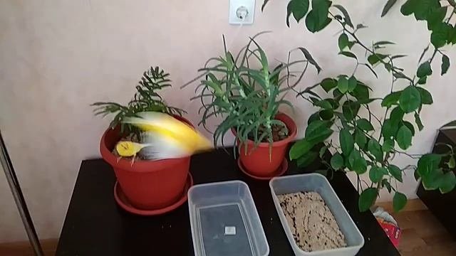 Песчаные ванны для канареек