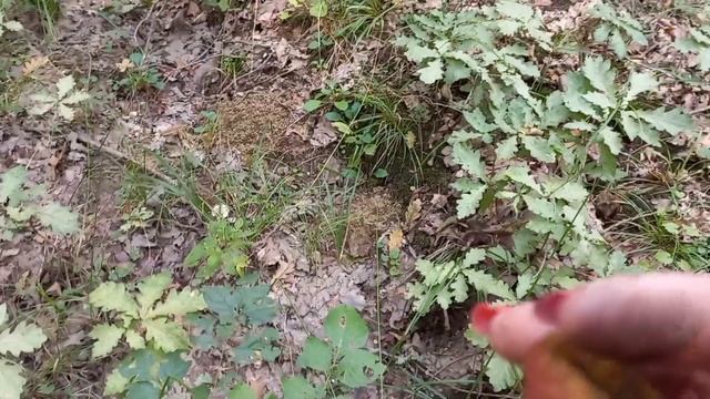 Грибалка удалась/жизнь на Юге.