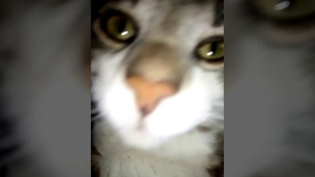 YouCut_20221117_152334717.mp4