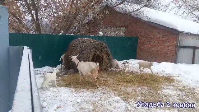 ВОСПАЛЕНИЕ после ОКОТА