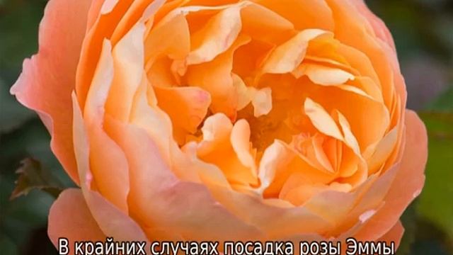 Роза Леди Эмма Гамильтон