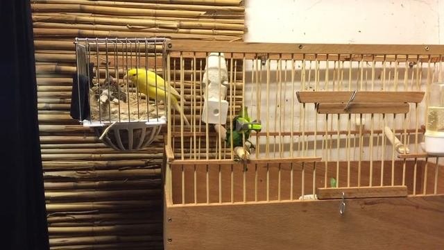 Canaries. Кенар кормит канарейку на гнезде