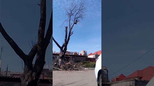 Обрезка дерева мастер класс Одесса