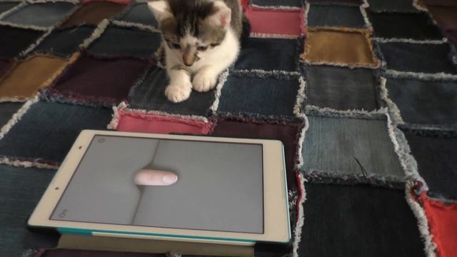 Жизнь в Польше Кот играет в планшете в игры Это надо видеть