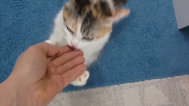 КАК КОШКА РЕАГИРУЕТ НА МУМИЁ ?
